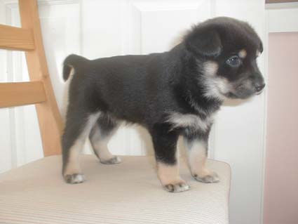 Minja